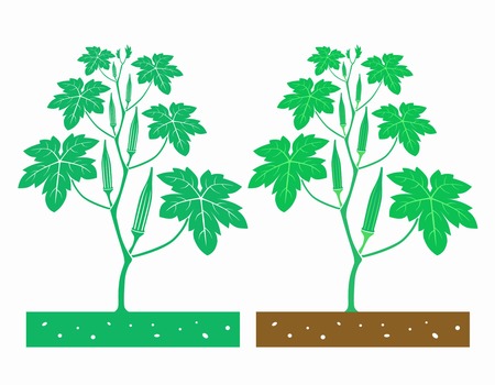pruning okra plant diagram wiring diagram all data Okra Varieties pruning okra plant diagram wiring diagrams lose how do you plant okra pruning okra plant diagram